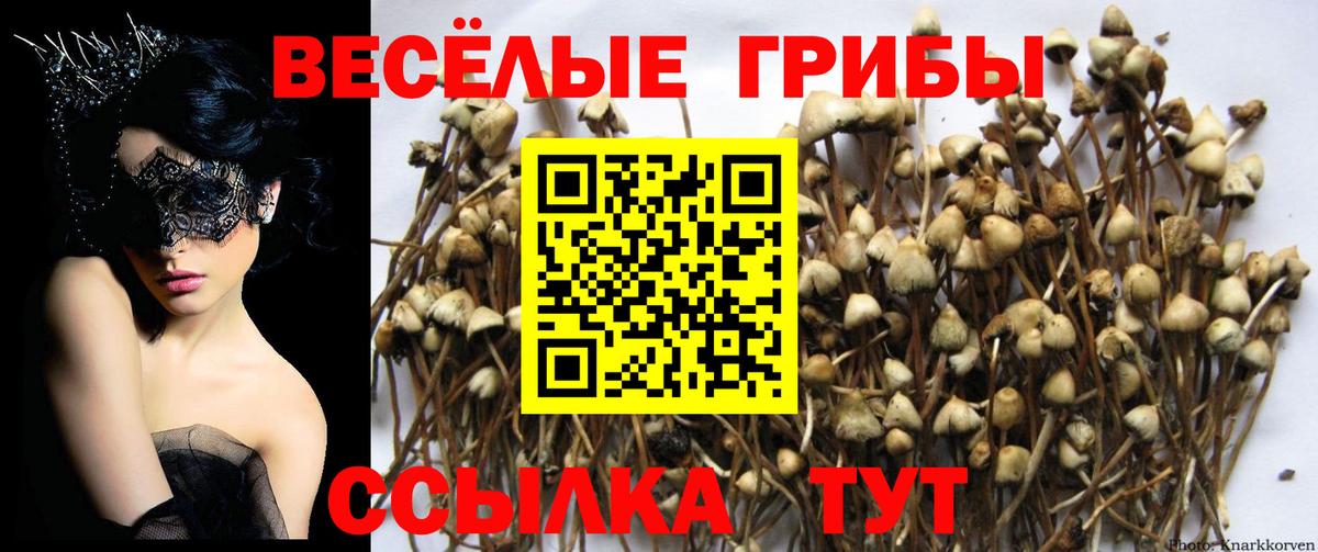Галлюциногенные грибы ЛСД Владивосток